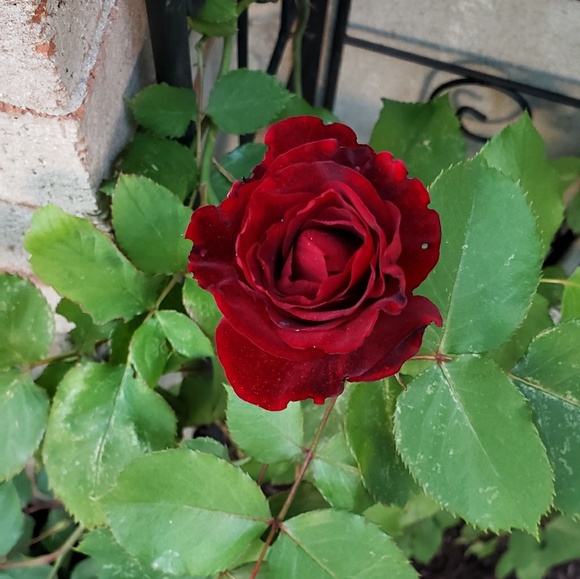 ontario_rose